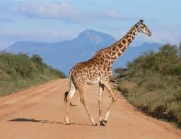 Kenyan Giraffe