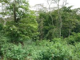 Njukiri Forest