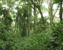 Rainforest in Kakamega Kenya