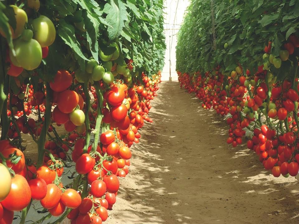 Image result for Tomato Farming in Kenya